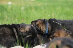 comme-chiens-et-loups0008