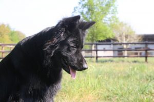 comme-chiens-et-loups0032
