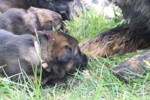 comme-chiens-et-loups0055