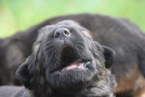 comme-chiens-et-loups0089