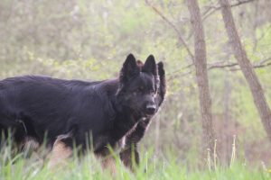 comme-chiens-et-loups0120