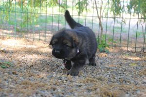 comme-chiens-et-loups0169