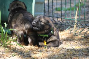 comme-chiens-et-loups0181