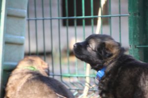 comme-chiens-et-loups0187