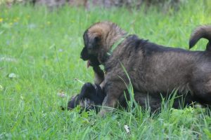 altdeutsche-schaferhund0063