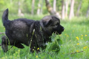 altdeutsche-schaferhund0110