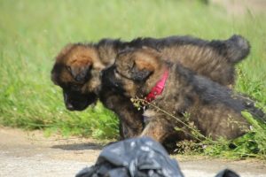 comme-chiens-et-loups0008