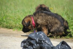 comme-chiens-et-loups0009