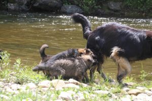 comme-chiens-et-loups0033