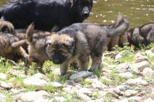 comme-chiens-et-loups0035