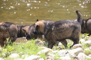 comme-chiens-et-loups0037