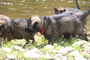 comme-chiens-et-loups0038