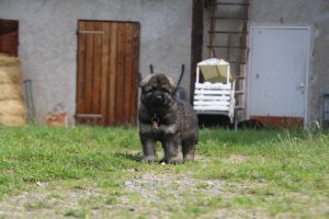 comme-chiens-et-loups0041