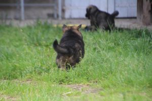 comme-chiens-et-loups0046