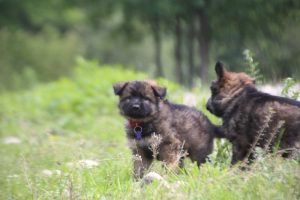 comme-chiens-et-loups0049