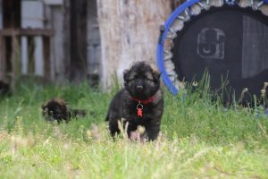 comme-chiens-et-loups0055