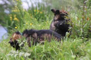 comme-chiens-et-loups0057