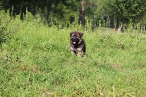 comme-chiens-et-loups0069
