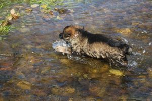 comme-chiens-et-loups0074