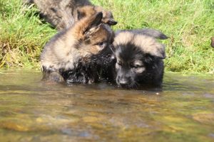 comme-chiens-et-loups0080