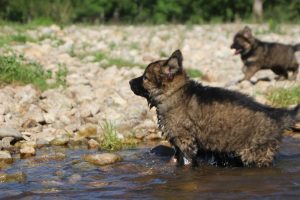 comme-chiens-et-loups0098