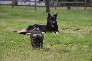 comme-chiens-et-loups0103