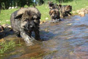 comme-chiens-et-loups0110