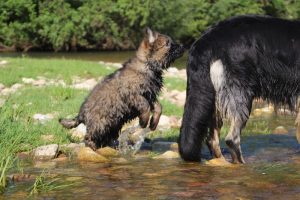 comme-chiens-et-loups0113