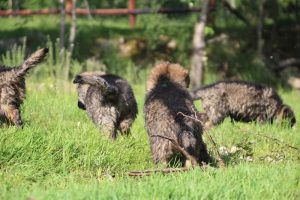 comme-chiens-et-loups0126