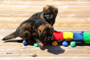 comme-chiens-et-loups0134