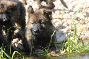 comme-chiens-et-loups0150