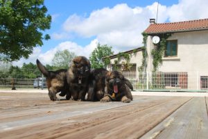 comme-chiens-et-loups0157