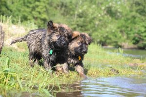 comme-chiens-et-loups0161