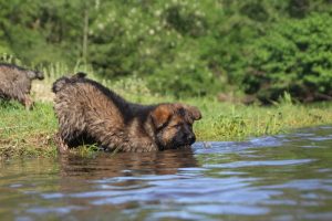 comme-chiens-et-loups0169