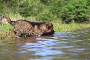 comme-chiens-et-loups0170