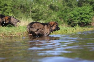 comme-chiens-et-loups0171