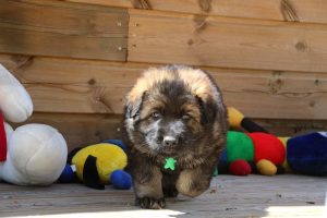 comme-chiens-et-loups0175
