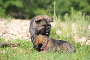 comme-chiens-et-loups0180