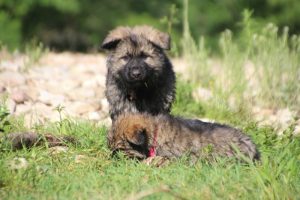 comme-chiens-et-loups0181