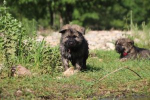 comme-chiens-et-loups0183