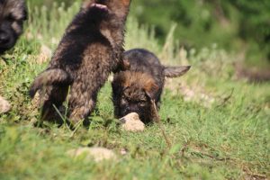 comme-chiens-et-loups0210