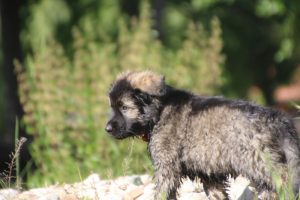 comme-chiens-et-loups0216