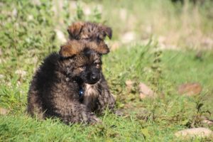 comme-chiens-et-loups0218