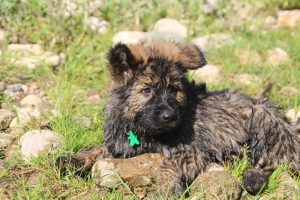 comme-chiens-et-loups0238