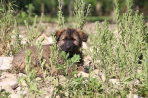 comme-chiens-et-loups0245