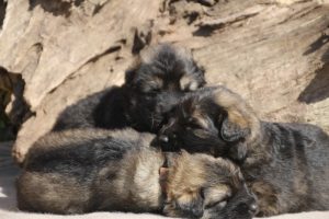 Image comme chiens et loups0011