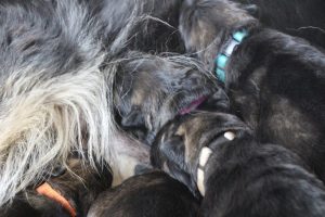 comme-chiens-et-loups0025