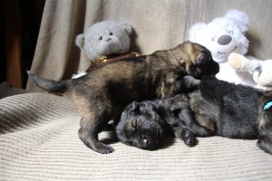 comme-chiens-et-loups0049