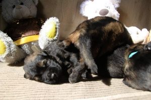 comme-chiens-et-loups0051