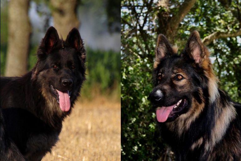 Vente De Chiot Berger Allemand à Dos Droit